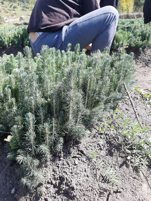 Голубая ель сенсалари сотилади! Селибериский нави 3 йиллик пишган кўча