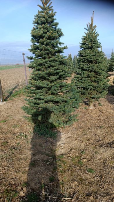 Molid argintiu 2,50m