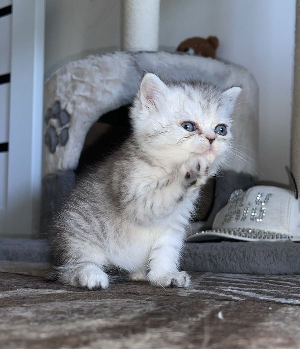 Шотландские котята