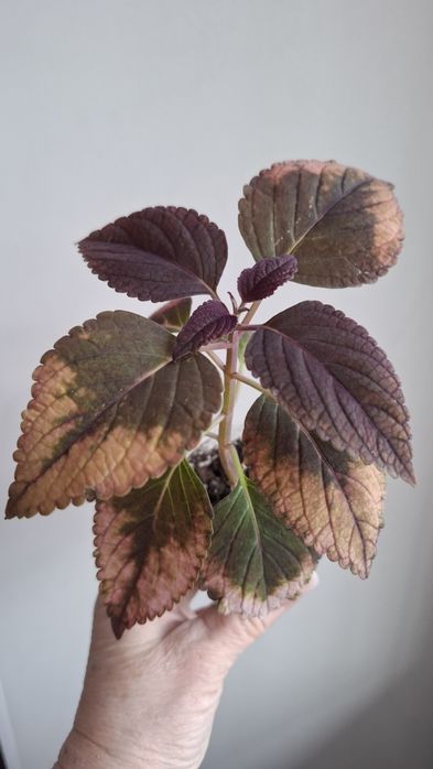 Укоренненые черенки колеусов