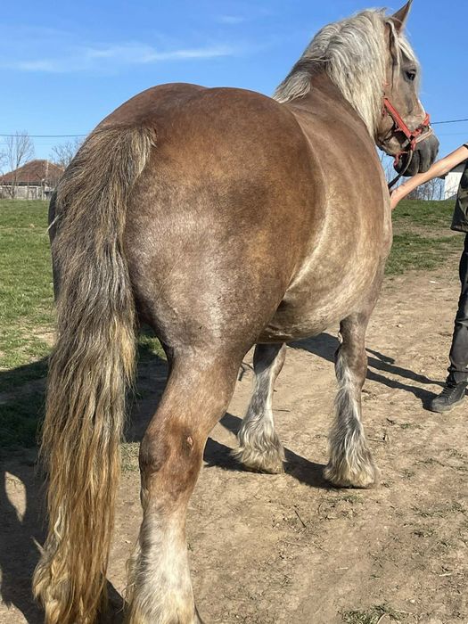 Vând iapa de 5 ani gestanta