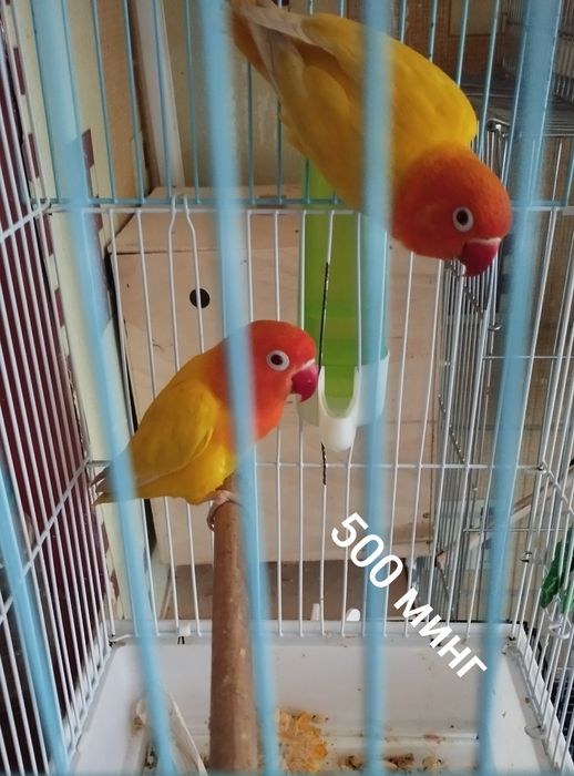 Продаю разных птиц