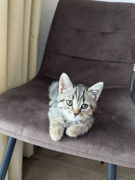 Продам Шотландских котят
