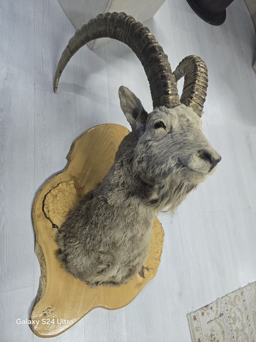 Чучело сибирского козла