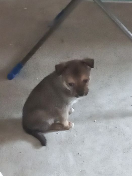 Отдам бесплатно.