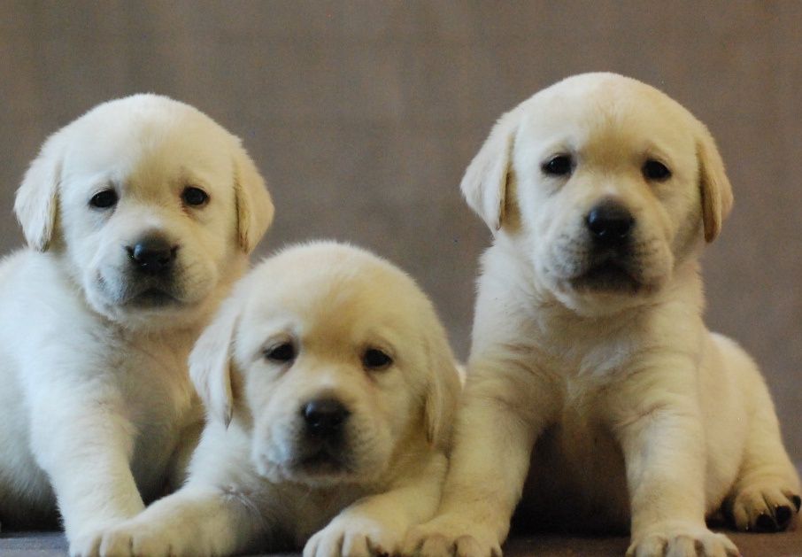 Щенки Лабрадор ретривер