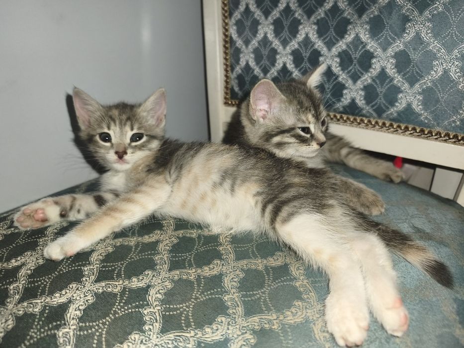 Котята - девочки