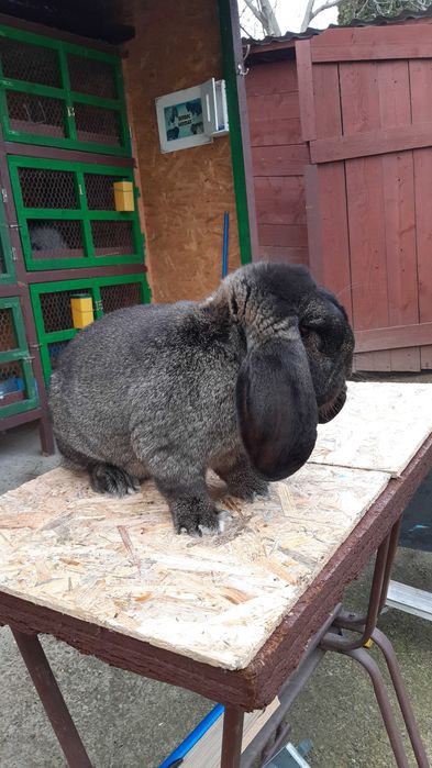 Iepuri Berbec German - livrez in țară