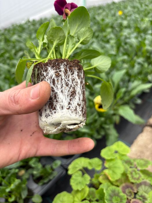 Теменужки в табли