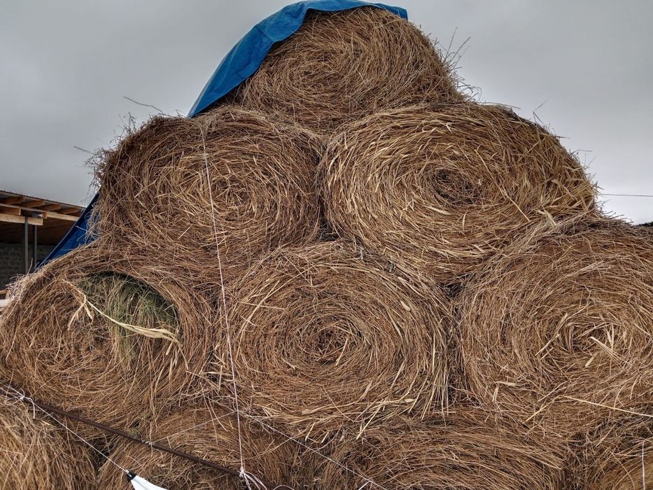 Продам сено люцерна второй покос