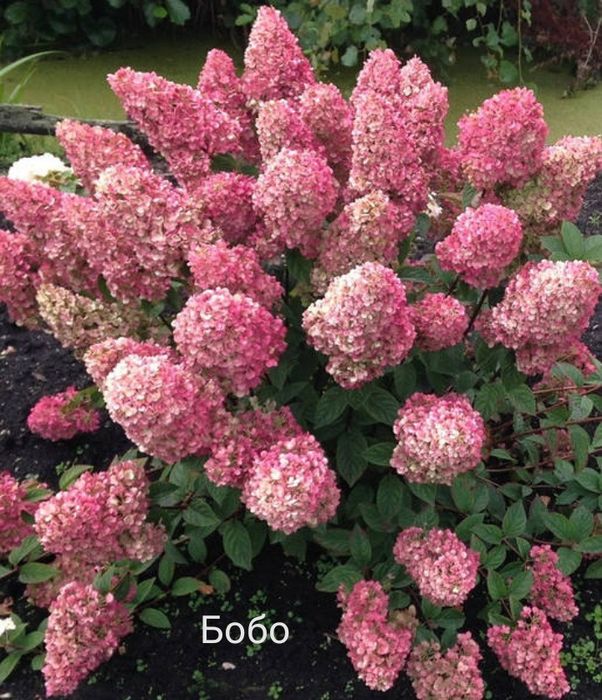 Продам Гортензии