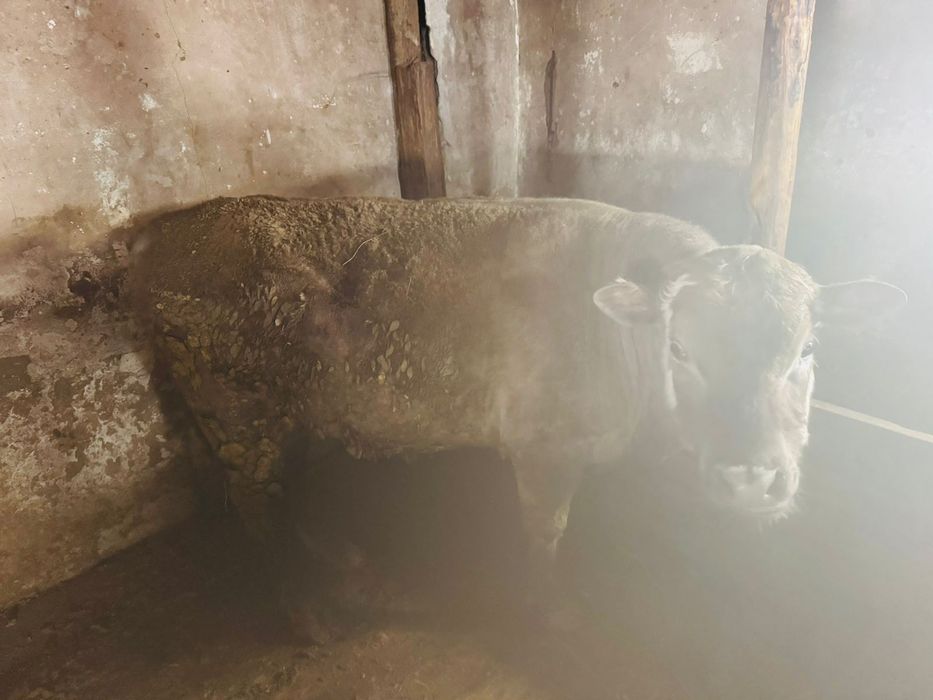 Карамал откорам бычки