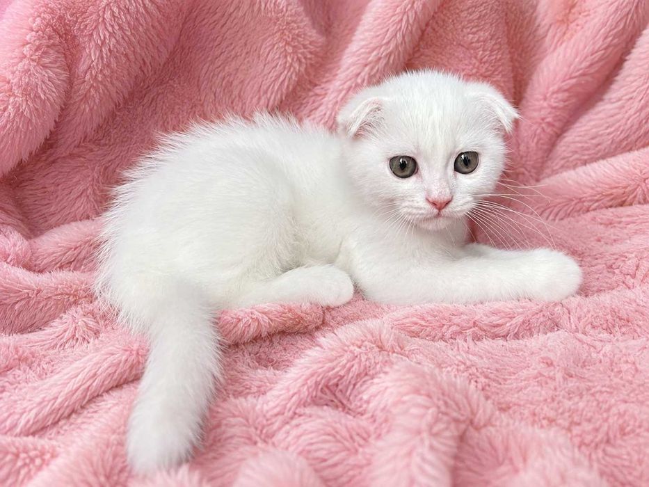 Motănel alb Scottish Fold, cu Pedigree