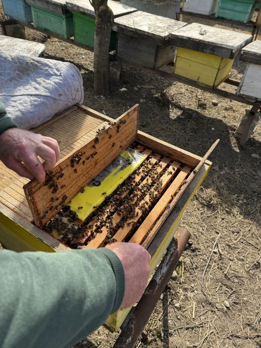 Familii de Albine de vânzare