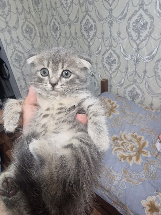 Британский котенок
