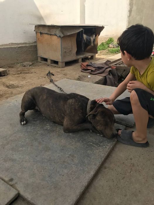 собака питбуль   продаётся