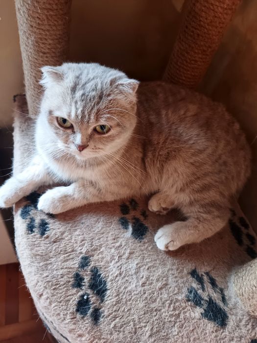 Зоогостиница передержка