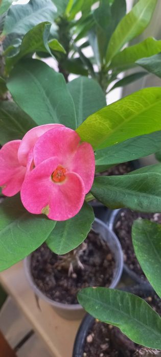 Молочаи эуфорбия