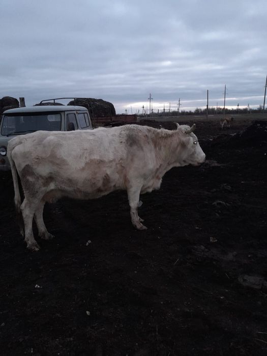 Сиыр сатылады соғымға