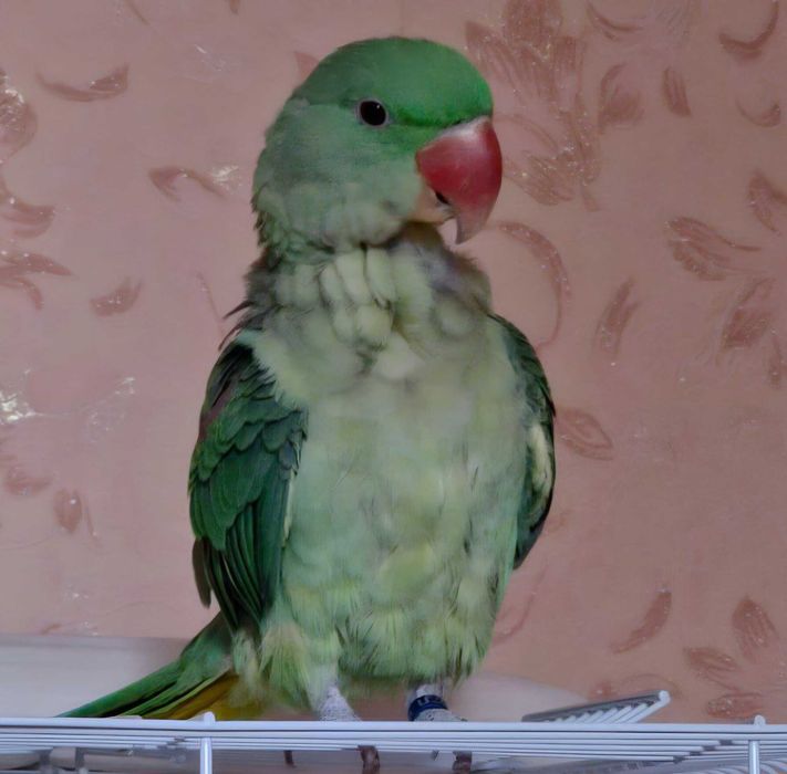Александрийский попугай