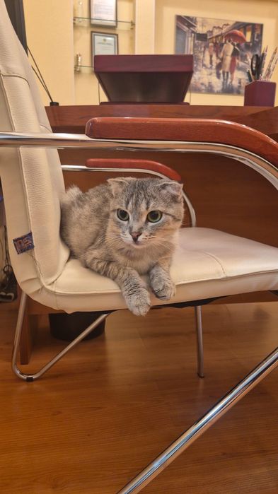 Кошечка ласковая,