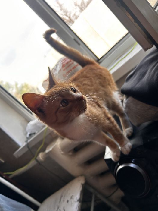 Отдам кошек только в хорошие руки