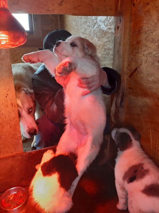 Алабаи. Чистокровные.