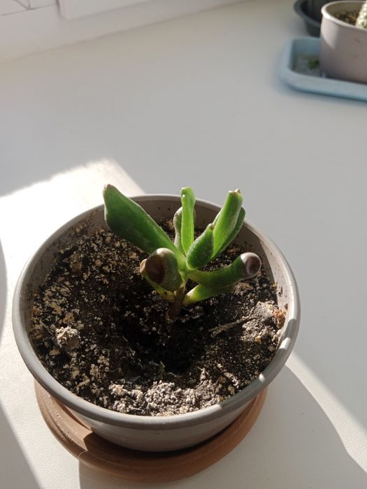 Продам цветы.Цены от 500 и выше.