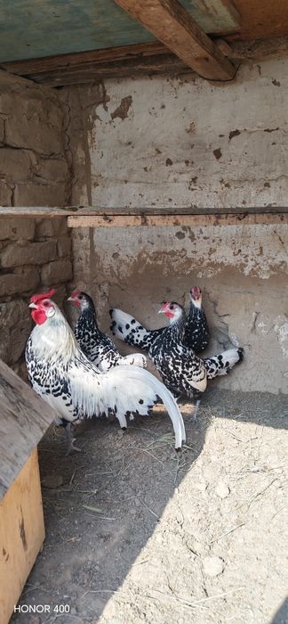 Gambriski jujasi sotladi