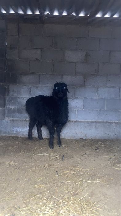 Жақсы семірген қой