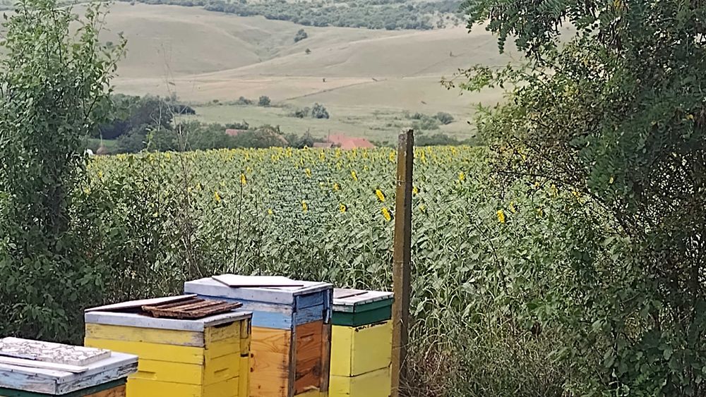 Miere de albine, din stupina proprie. De la 25 lei kg.