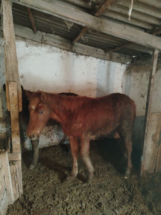 Продам лошадей тай