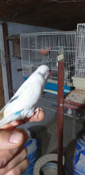 Vând papagali peruși și nimfe