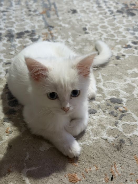 Отдам котенка девочку
