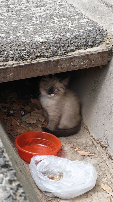 Четыре пушистых котёнка ищут дом,!Ташкент!