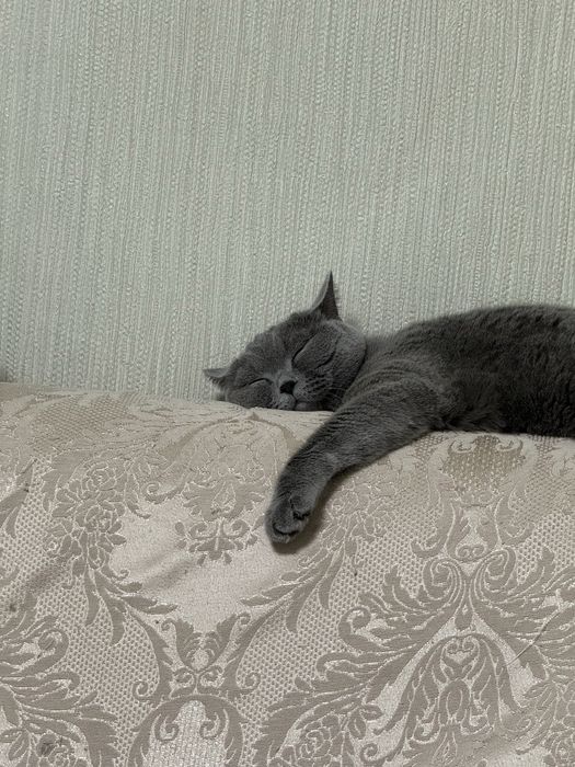 Ищу хозяина для Кошки британки