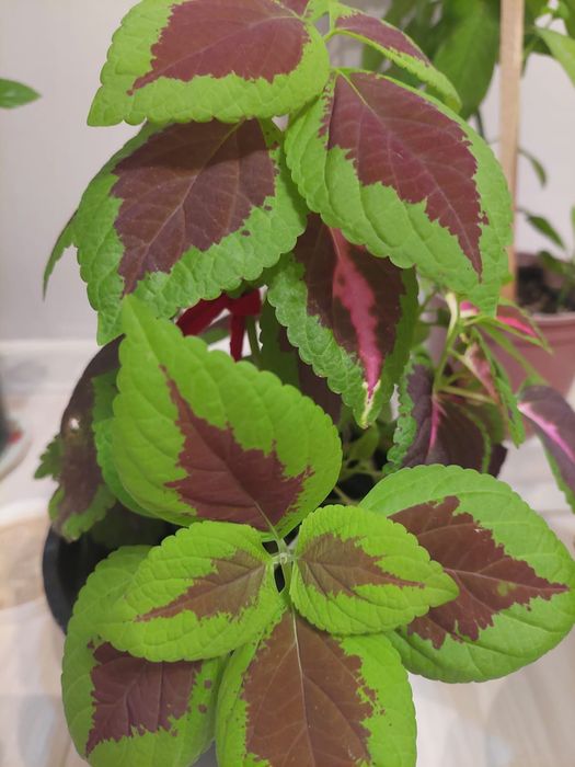 Әр түрлі гүлдер әр түрлі бағада