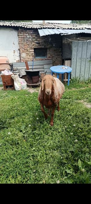 Продам кошкара  жирного