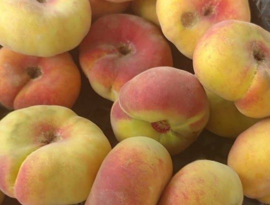 Гилос. Олма. Нок. Ва бошка турдаги кучатлар