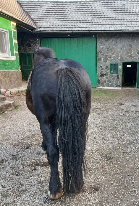 Iapa de vânzare 8 ani