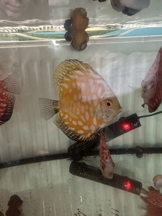 Продавам млади дискуси