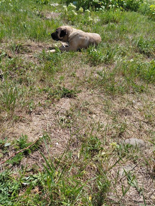 Dau spre adoptie metis kangal virsta 1.5 ani