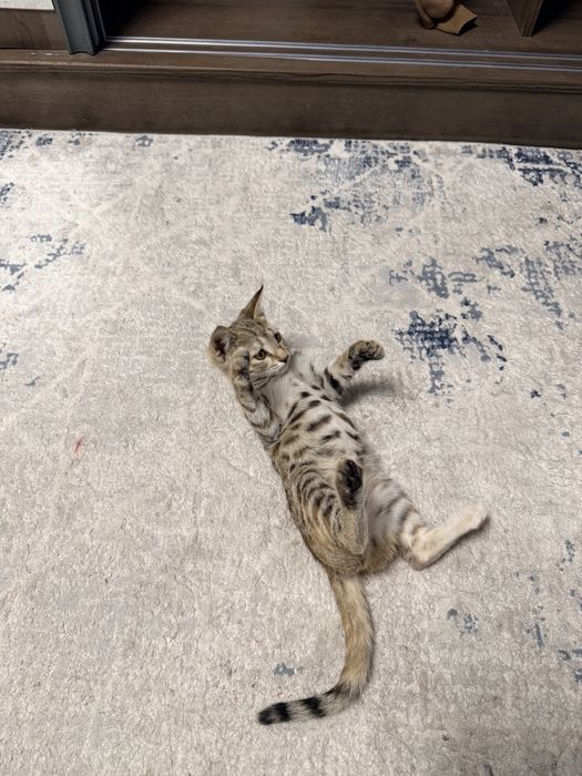Mushukcha Tigrrr