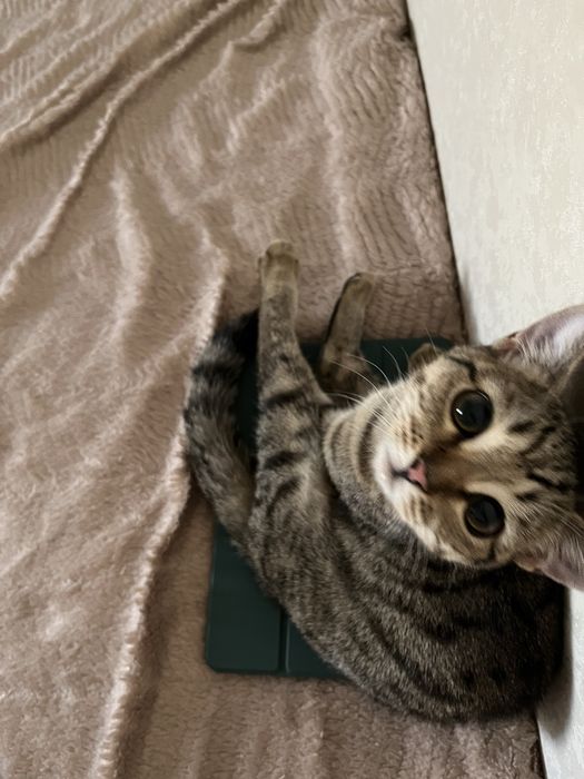 Отдам кошку в добрые руки