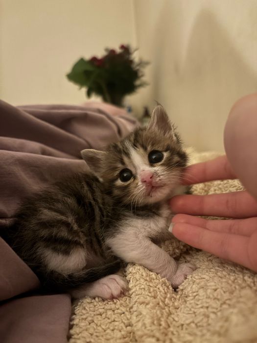 Мило котенце търси любящ дом