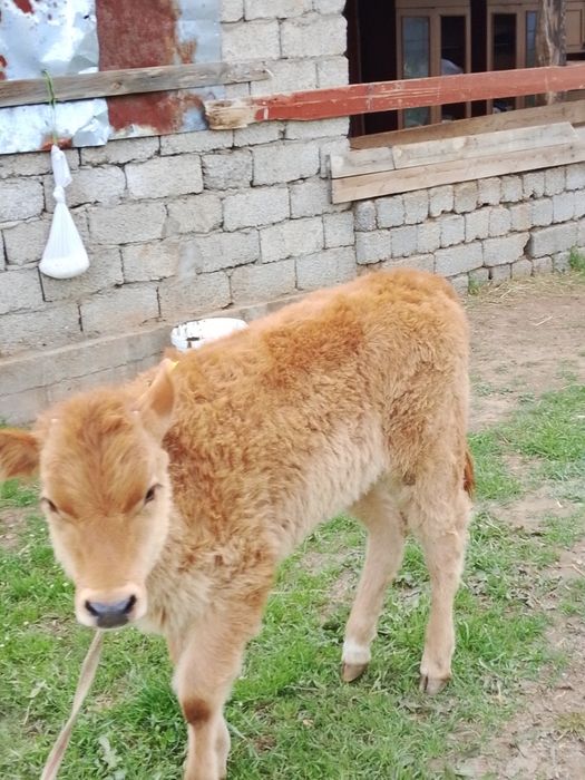 Сауым сиыр,бұзауымен