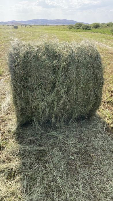 Продаю сено рулоны тюки