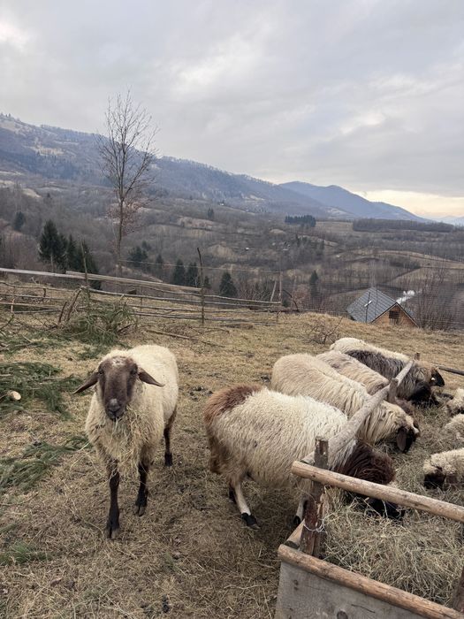 Vand  sau schimb  18 oi cu cai ,vaci ,4x4