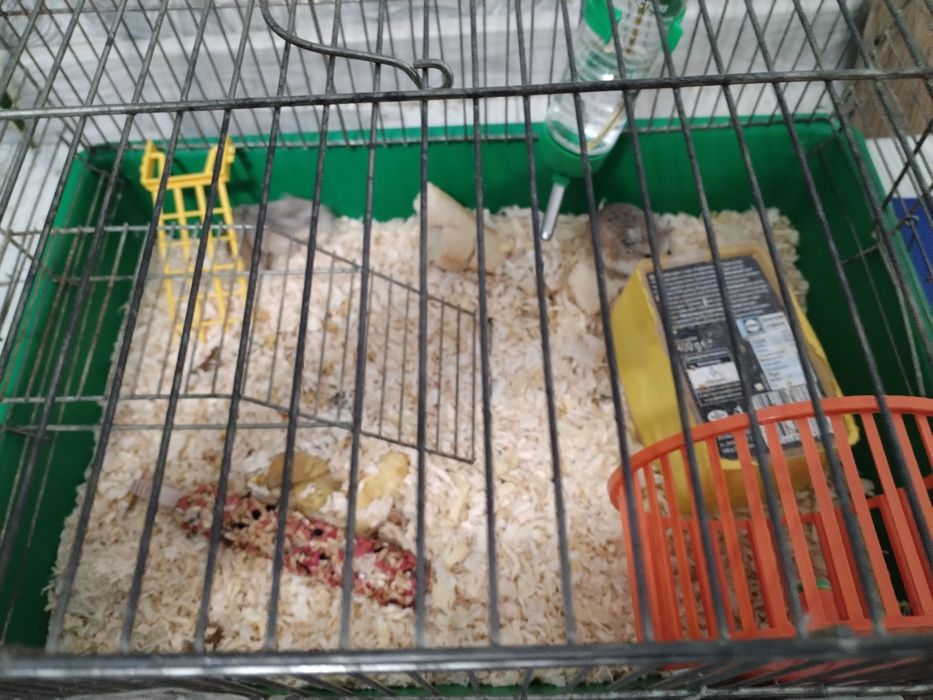 Мини хамстери с клетка