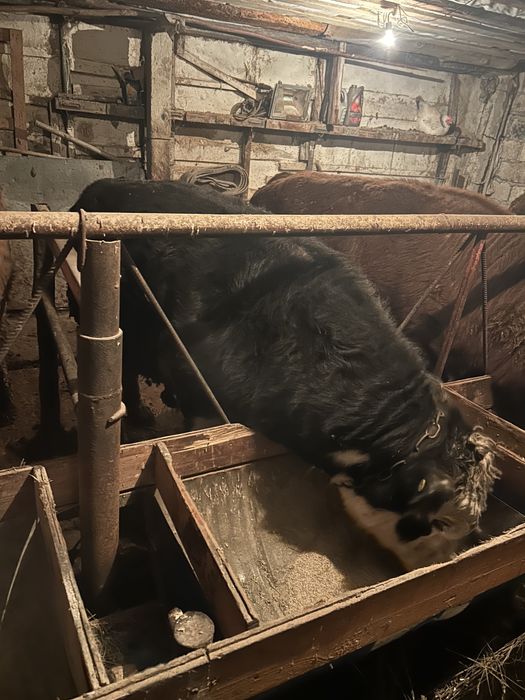 Откорм бычки 6 голов